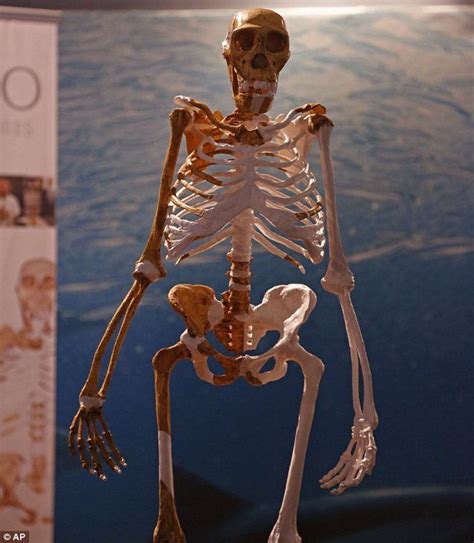 Replica of the most complete pre-man skeleton goes on show | Replicas ...