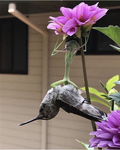 Praying Mantis eating a Hummingbird! | Picaflores, Instagram, Animales