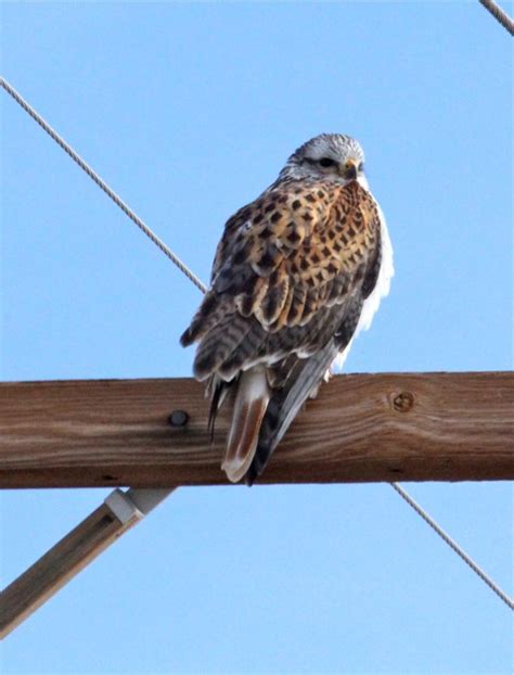 Ferruginous Hawk Identification /Hawks Aloft Inc.