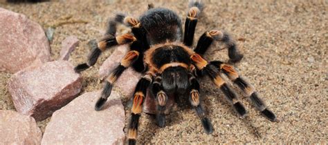 Spider Myths: Separating Fact from Fiction | ABC Blog