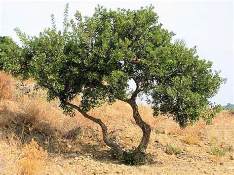 Mastic Tree (pistacia lentiscus) - Back | Xeriscape landscaping, Desert plants landscaping ...