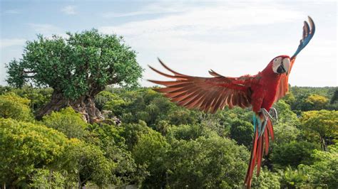 RUMOR: Winged Encounters – The Kingdom Takes Flight Bird Show Ending This Week at Disney's ...