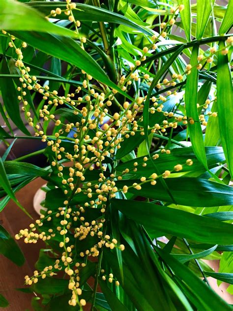 Parlor Palm Seeds - Harvesting, Planting & Buying Guide [Revised [current-year]]