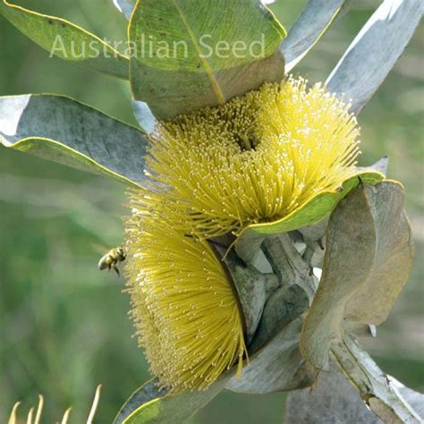 Buy EUCALYPTUS Seeds Online | Australian Seed Store | Australian Seed