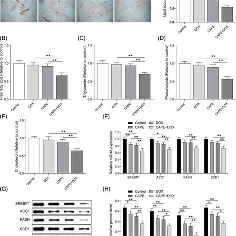 Caffeic acid phenethyl ester (CAPE) modulates lipid metabolism partly... | Download Scientific ...