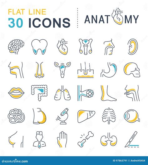 Set of Line Icons of Anatomy and Physiology Stock Illustration - Illustration of bodily, gullet ...