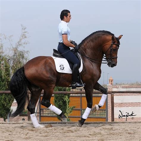 Andalusian... In my dreams I ride around dressage arenas in Andalusians... Wow! Clydesdale ...