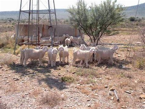 Mohair goats -- farm near Jansenville Angora Goats, Eastern Cape, Goat Farming, Southern Africa ...