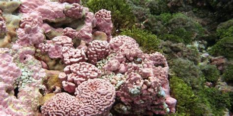 Coralline Algae: The Unsung Architects of Coral Reefs | Smith Lab