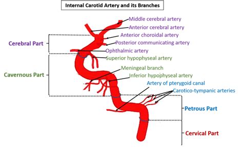 Internal Carotid Artery , Anatomy QA