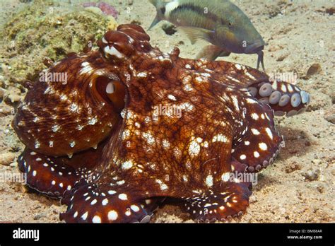 Common Octopus (Octopus vulgaris Stock Photo - Alamy