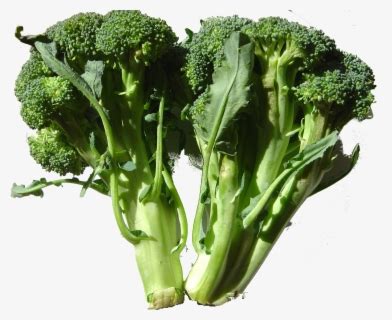Transparent Brocoli Png - Vegetables For Nursery Class , Free Transparent Clipart - ClipartKey