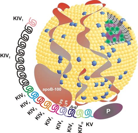 Analysis of Lipoprotein(a) Receptors: Roles in Catabolism and Pericellular Plasminogen ...