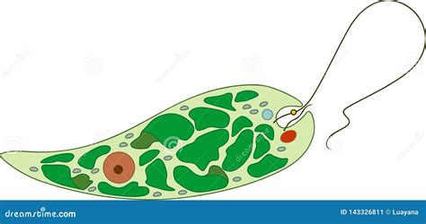 Structure of Euglena Viridis Stock Vector - Illustration of body, organelle: 143326811