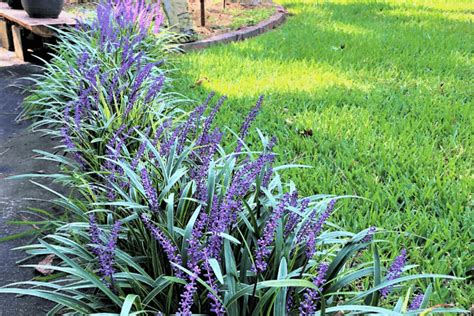 List of Drought Tolerant Perennials for a Stellar Yard