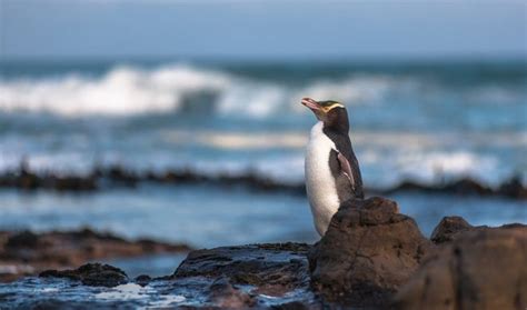 10 remote islands with amazing animals