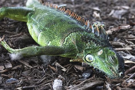 Cold-stunned iguanas falling from trees in Florida