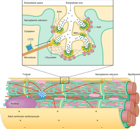 Cardiac T-Tubule Microanatomy and Function | Physiological Reviews