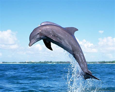 Dolphin HD Wallpapers - Top Free Dolphin HD Backgrounds - WallpaperAccess