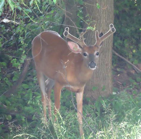 Whitetail Buck's Antlers Growing Under a Layer of Velvet. Canon SX70 HS, Delaware : deer