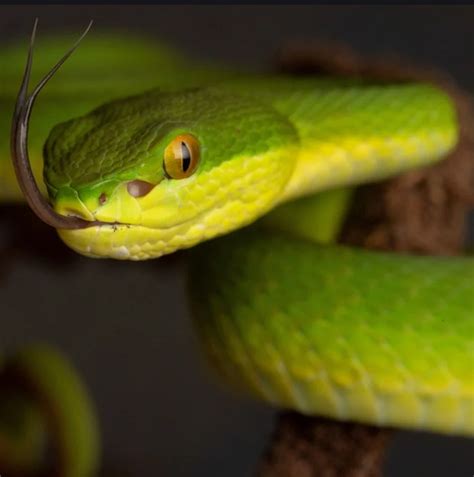 Golden Lancehead Pit Viper Snake Island - Go Images Site