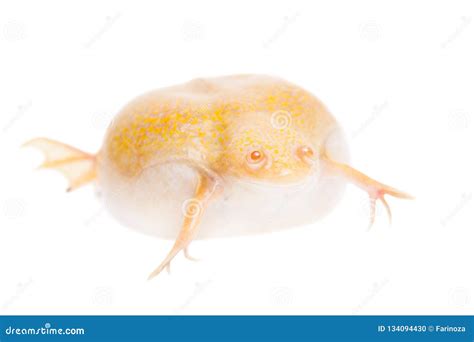 Albino African Clawed Frog on White Background Stock Photo - Image of species, laboratory: 134094430