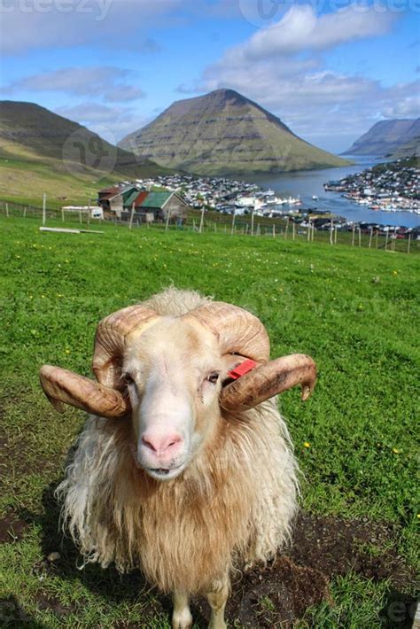 Portrait of sheep on Faroe Islands 3071405 Stock Photo at Vecteezy