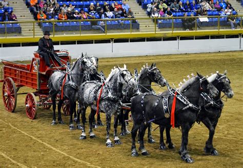 Draft Horse Show at the National Western Stock Show, Denver, Colorado ...