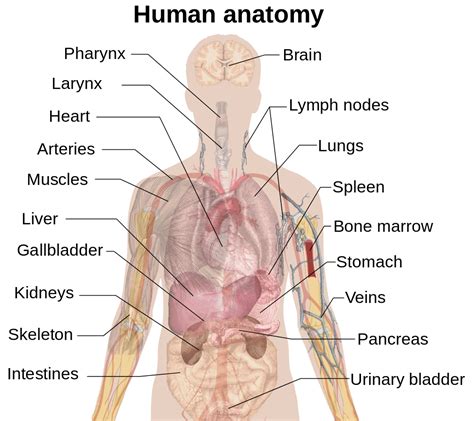 Organs — Definition & Overview - Expii