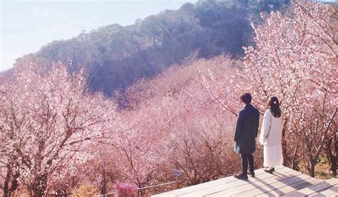 Cherry blossom season has begun in Atami, an hour from Tokyo