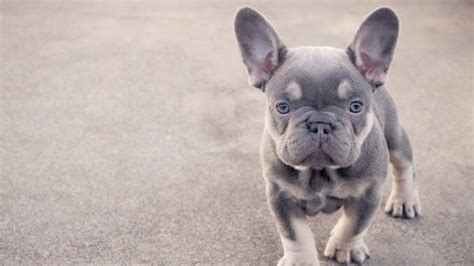 Mini Cute French Bulldog Puppies / Welcome to mini french bulldogs near me puppies.