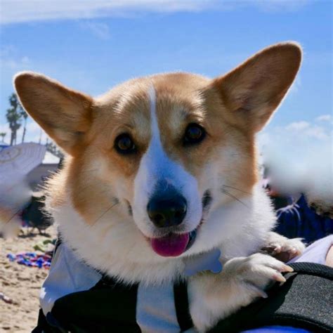 Corgi Backpack Carriers: What You Need To Know - Corgi Planet