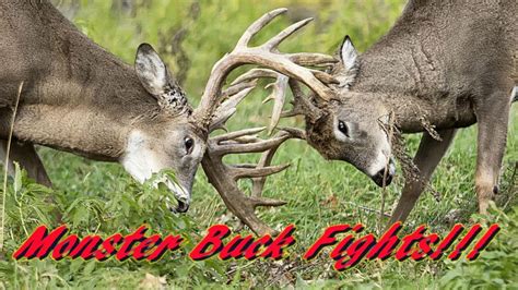 Big Whitetail Bucks Fighting