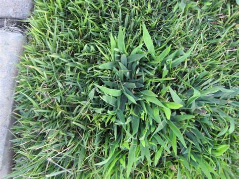 When to apply Pre Emergent herbicide for crabgrass control ...