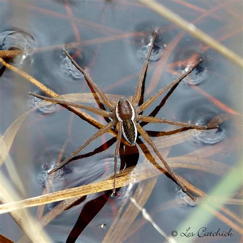 Raft spider (female) | One of 2 raft spiders seen on my visi… | Flickr