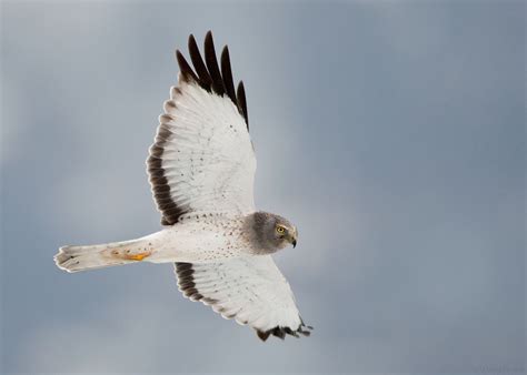 Male Northern Harrier - spotted near Walden, Colorado May 2012 ...