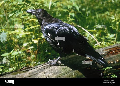 Raven / Corvus corax Stock Photo - Alamy