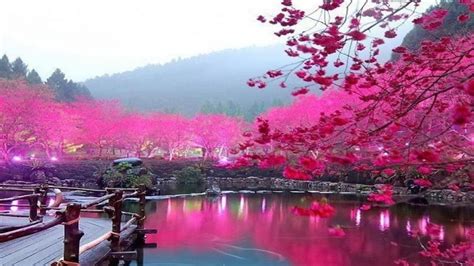 Japanese Sakura Wallpapers - Top Free Japanese Sakura Backgrounds ...