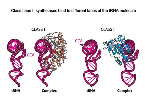 PPT - tRNA Activation (charging) by aminoacyl tRNA synthetases ...