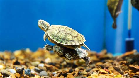 Best turtle aquariums 2023: Set up a perfect turtle tank | PetsRadar