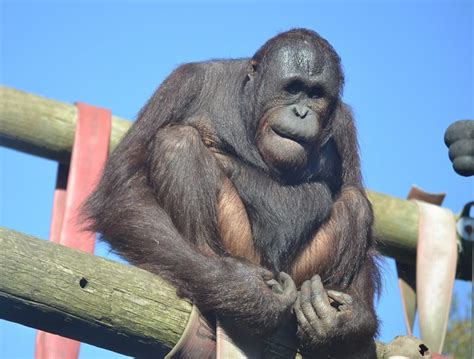 Flickr: The Monkey World Dorset UK Pool