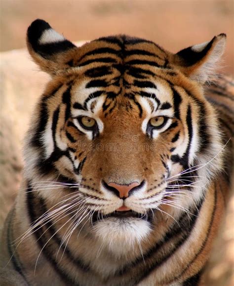 Tiger Face with Mouth Slightly Open Stock Image - Image of side, expressive: 29499041