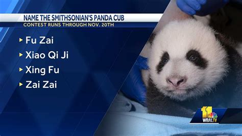 Naming contest underway for Smithsonian National Zoo's panda cub