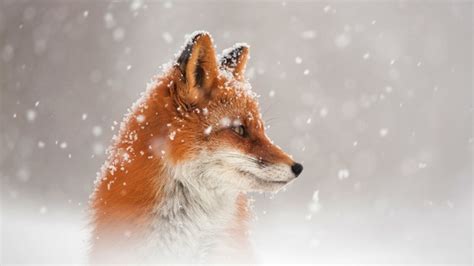 Fox Snow, HD Animals, 4k Wallpapers, Images, Backgrounds, Photos and ...