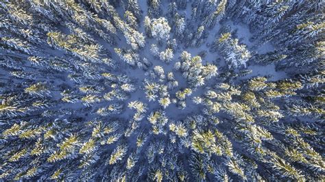 Aerial Photography of Green Leafed Trees · Free Stock Photo