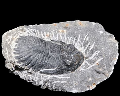 Trilobite Fossils - Celestial Earth Minerals