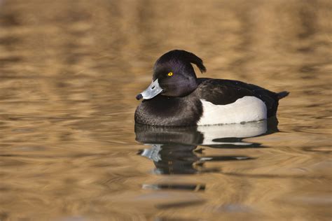 How to identify diving ducks - Tees Valley Wildlife Trust