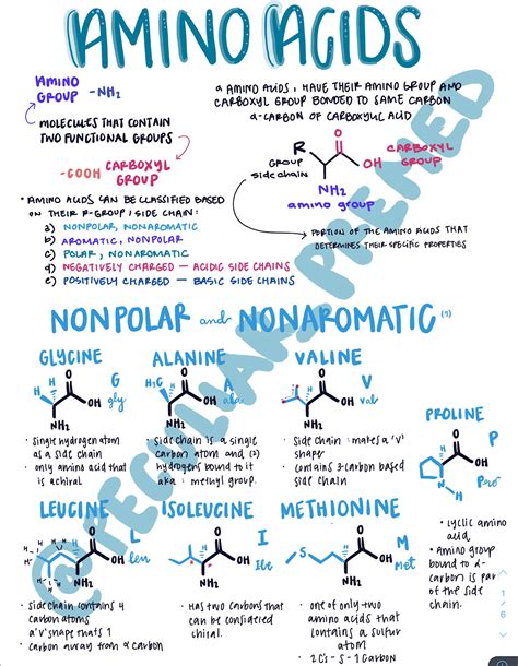 MCAT Amino Acids PDF - Etsy