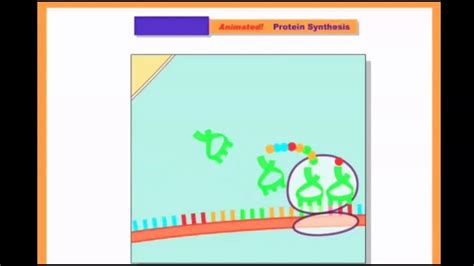 Protein Synthesis Animation - YouTube