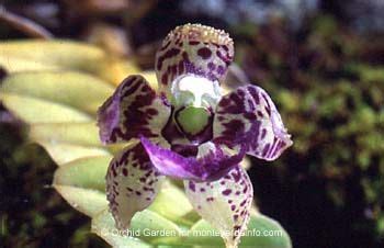 Monteverde, Costa Rica Orchid Garden Photo Gallery